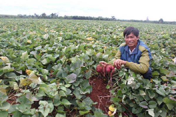 Cây khoai lang cần được kiểm tra thường xuyên để có biện pháp xử lý bệnh kịp thời tránh lây lan
