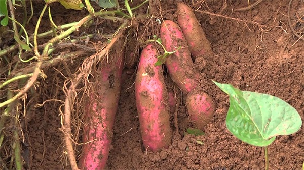 Thời tiết thu hoạch khoai lang Nhật nên là những ngày nắng ráo