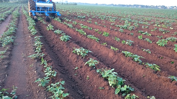 Đất trồng khoai lang Nhật nên là loại đất tơi xốp đã được loại bỏ mầm bệnh, tạo luống