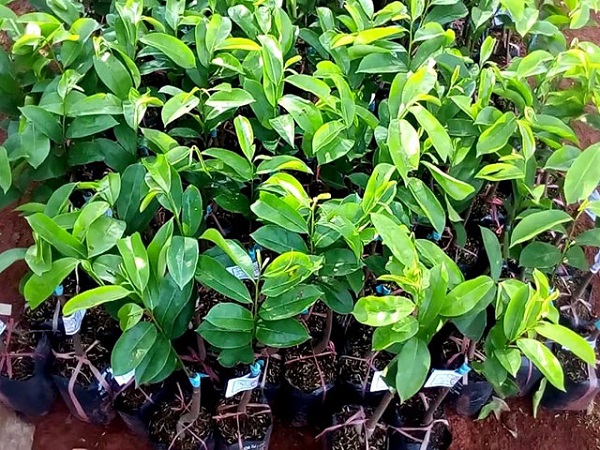 Bà con có thể tìm mua cây mãng cầu giống tại những địa chỉ uy tín