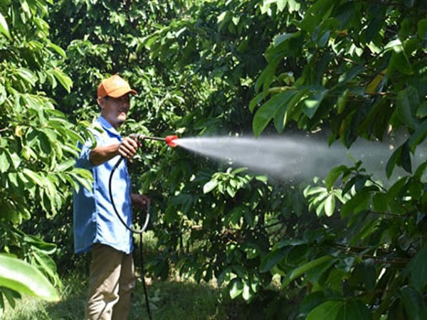 Muốn cây mãng cầu ra nhiều trái thì bạn cần đảm bảo cung cấp đủ nước cho cây