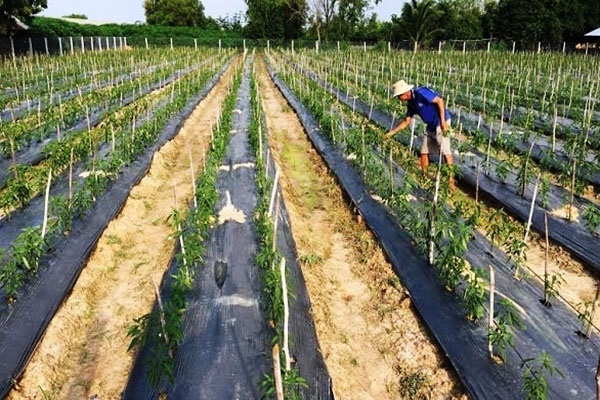 Ớt cần được gieo theo luống với mật độ phù hợp