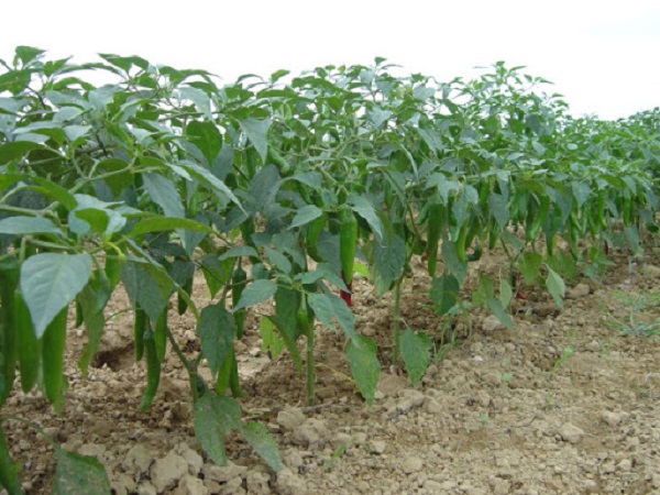 Ớt cần được gieo theo luống với mật độ phù hợp