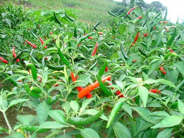 Muốn ớt phát triển tốt thì mùa nắng cần cung cấp đầy đủ nước