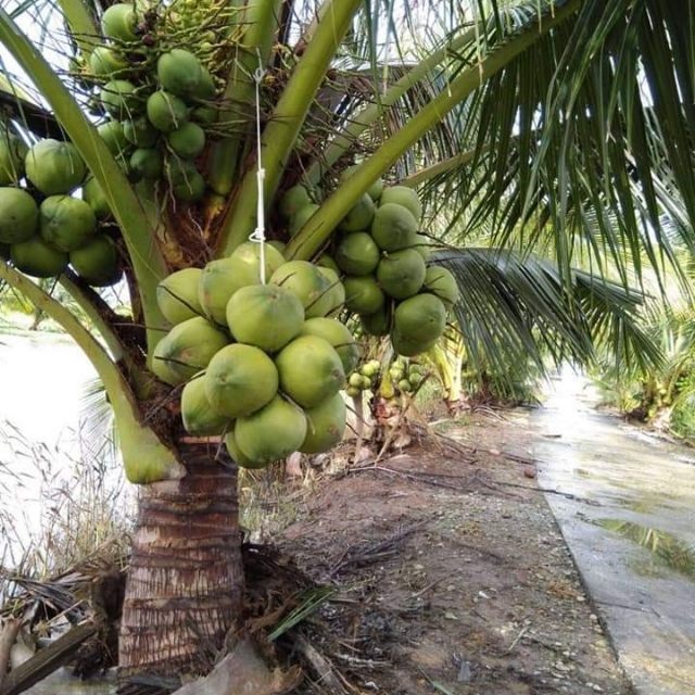 Bón phân là quy trình bắt buộc khi trồng và chăm sóc cây dừa xiêm nếu muốn cây luôn khỏe mạnh, cho nhiều trái