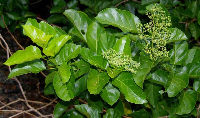 Lá cách có thể sử dụng như một loại rau tạo vị chua cho các món ăn