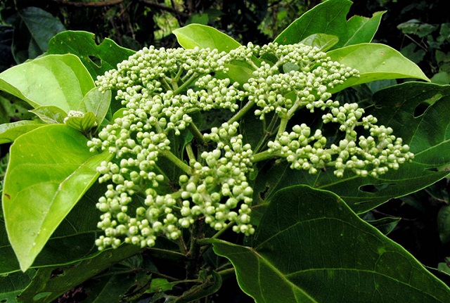 Cây lá cách có thể trồng bằng phương pháp gieo hạt hoặc giâm cành