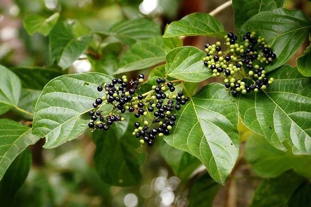 Lá cách còn được gọi với cái tên khác là lá vọng cách