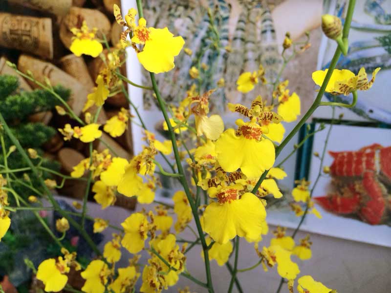 Lan vũ nữ mật ngọt