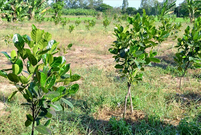 Mít Thái siêu sớm này có thể trồng vào nhiều thời điểm trong năm