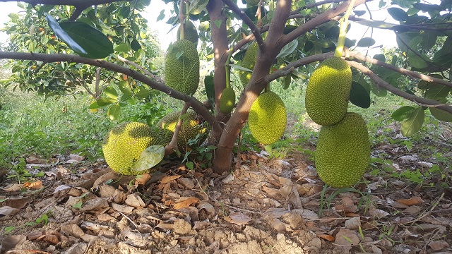 Muốn mít Thái siêu sớm phát triển mạnh mẽ cần lưu ý đến việc phòng trừ sâu bệnh cho cây