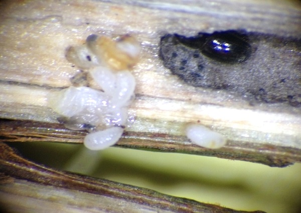 Nhộng mọt đục cà phê sẽ có màu trắng khi trưởng thành có màu nâu đen