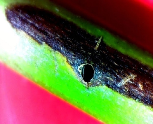 Mọt đục cành cà phê gây ảnh hưởng lớn đến khả năng sinh trưởng, phát triển của cây