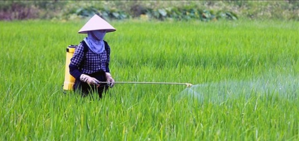 Trường hợp số lượng muỗi hành quá nhiều bà con nên sử dụng thuốc bảo vệ thực vật để phòng trừ