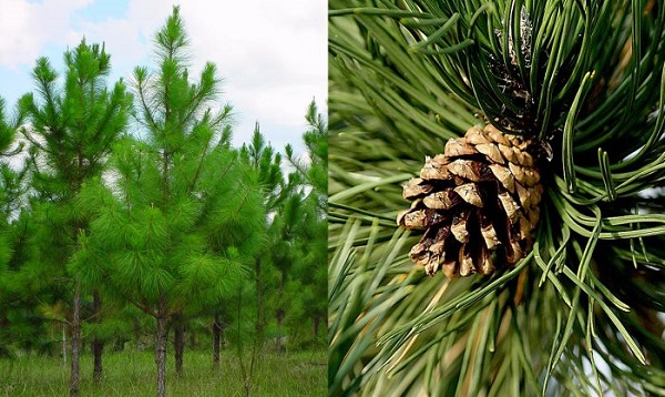 Cây thông lấy nhựa phân bố nhiều ở các tỉnh miền Trung Việt Nam