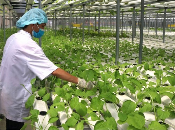 Trong ngành nông nghiệp hữu cơ sẽ không có sự xuất hiện của chất kích thích tăng trưởng