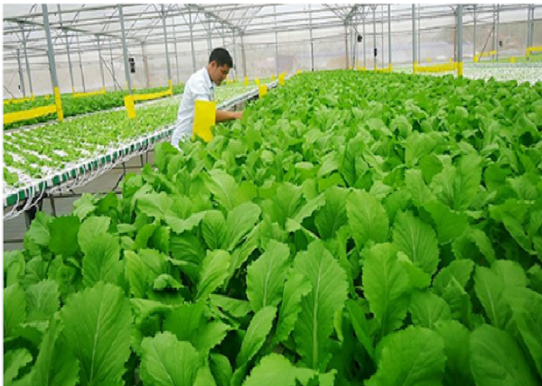 Ngành nông nghiệp hữu cơ mang đến những loại nông sản an toàn cho sức khoẻ người dùng