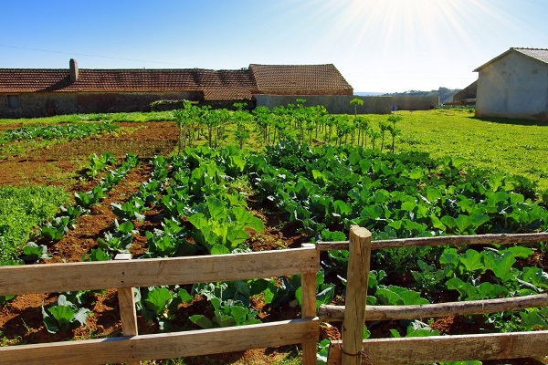 Nông nghiệp hữu cơ là mô hình hiện tại đang được triển khai phạm vi rộng