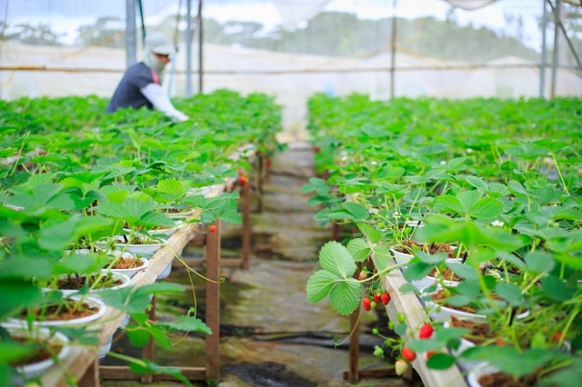 Nông nghiệp sạch cung cấp lương thực, thực phẩm đảm bảo an toàn cho người tiêu dùng