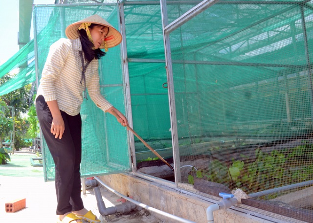 Cà cuống thường sẽ được nuôi trong bể