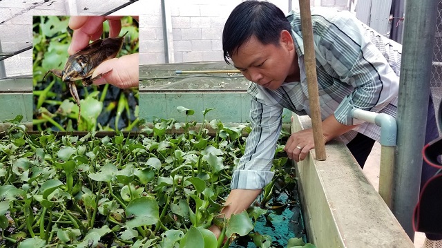 Cà cuống là đông vật ăn thit và chúng thích những loại cá, tôm nhỏ