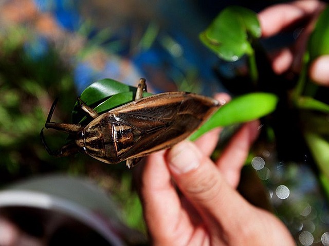 Cà cuống có thể dùng để điều chế tinh dầu thơm hoặc chế biến thành món ăn