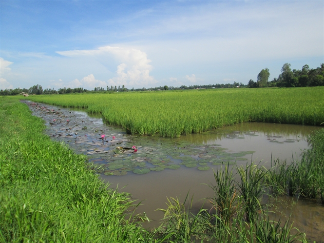 Mô hình nuôi cá trên ruộng có nhiều ưu điểm