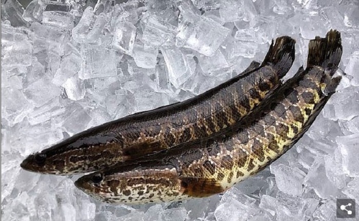 kĩ thuật nuôi cá lóc