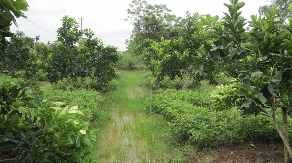 Đất trồng cây lâu năm khiến nguồn dinh dưỡng không cân bằng dẫn đến độ chua tăng lên