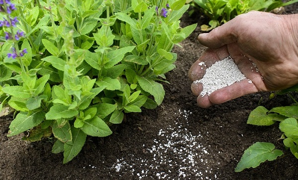 Vôi là một trong những chất hỗ trợ cải thiện độ chua cho đất hiệu quả 