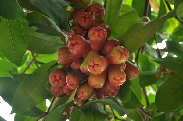 Trong thời kỳ cây sinh trưởng phát triển mạnh, bạn cần chú ý đến việc cắt tỉa và tạo hình cho cây