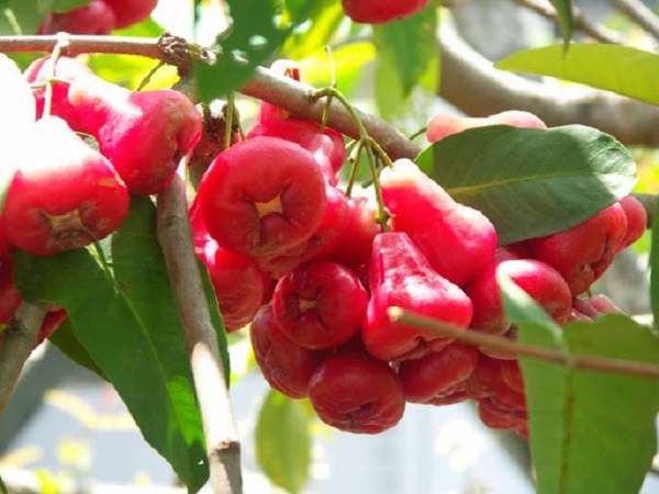 Thời vụ trồng cây roi miền Bắc thích hợp nhất là vào đầu mùa mưa