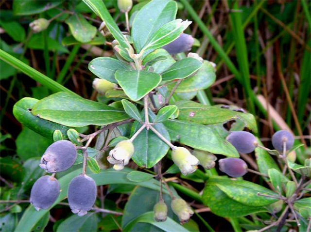 Quả sim rừng Sơn La có thể sử dụng phần vỏ bên ngoài để làm chất nhuộm màu tự nhiên