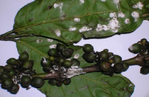 Rệp sáp có sức tàn phá nặng nề đến cây cà phê