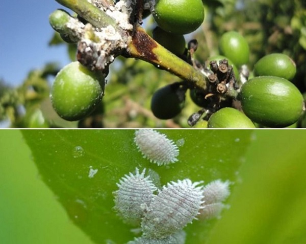 Rệp sáp gây hại cho cây cà phê khá dễ để nhận diện