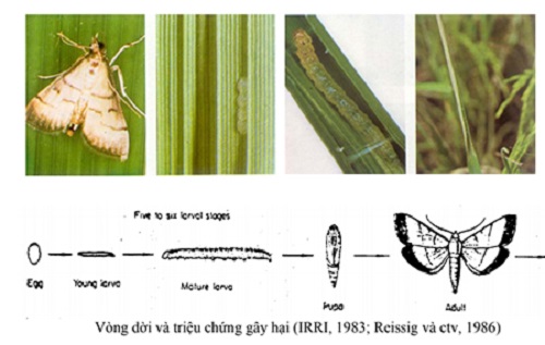 Vòng đời của sâu cuốn lá nhỏ (Cnaphalocrocis medinalin) biến đổi nhanh chóng