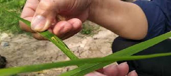 Sâu cuốn lá non mới nhỏ rất nhanh nhẹn và linh hoạt