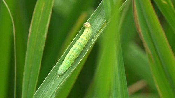 Lưu ý không phun thuốc trừ sâu cuốn lá nhỏ trước 15 ngày thu hoạch