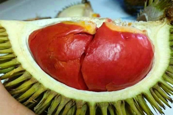 Đa số giống sầu riêng đỏ hiện nay đêu được nhân giống bằng phương pháp vô tính