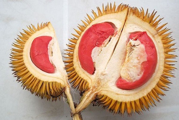 Muốn trái sầu riêng lớn và ngọt thì cần sử dụng thêm phân bón