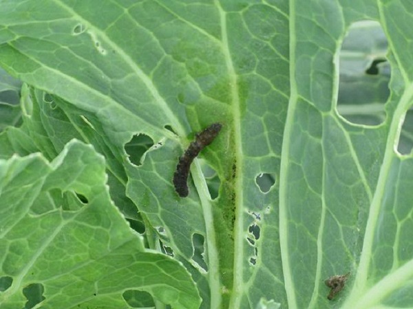 Sâu tơ ăn lá rau nên làm xuất hiện những lỗ thủng khiến cây rau trở nên xơ xác
