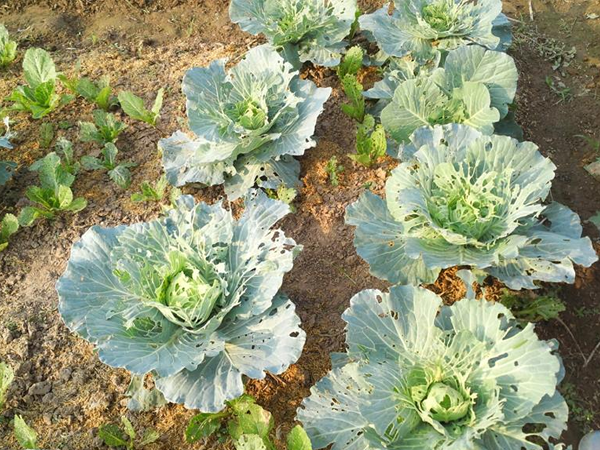 Bà con cũng có thể sử dụng những biện pháp sinh học để xử lý số lượng sâu tơ ở mức vừa phải