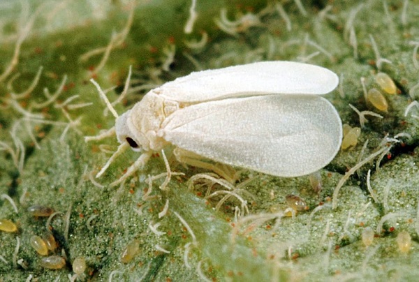 Bướm trắng sinh sản nhanh, số lượng trứng nhiều gây hại lớn lên rau màu