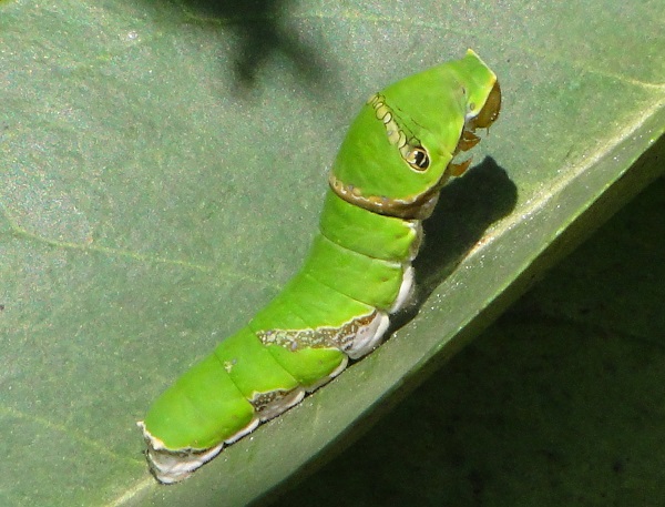 Sâu xanh sẽ ăn hết phần lá non của cây rau khiến cây sinh trường chậm