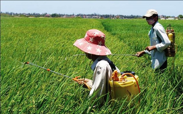 Chế phẩm tuyến trùng gây bệnh cho côn trùng mang lại hiệu quả cao