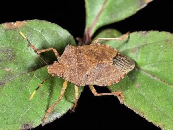 Bọ xít là một trong những loại thiên địch quý