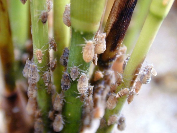 Có thể sử dụng nhện ăn thịt để tiêu diệt rầy nâu