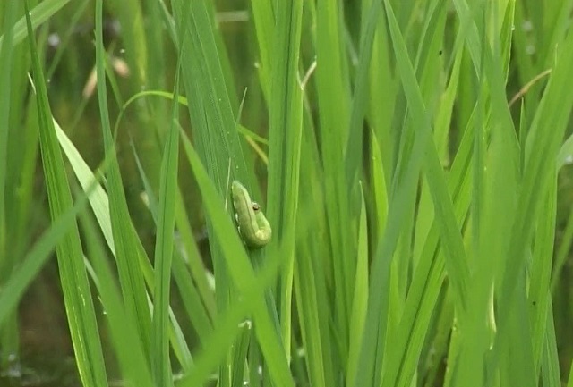 Thông thường sâu cuốn lá lúa có vòng đời từ 28 - 36 ngày