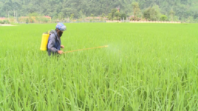 Hiện tại đã có những loại thuốc đặc trị sâu cuốn lá lúa