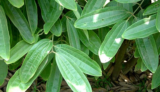 Lá quế có thể điều chế thành thuốc trừ sâu hữu cơ với hiệu quả cao